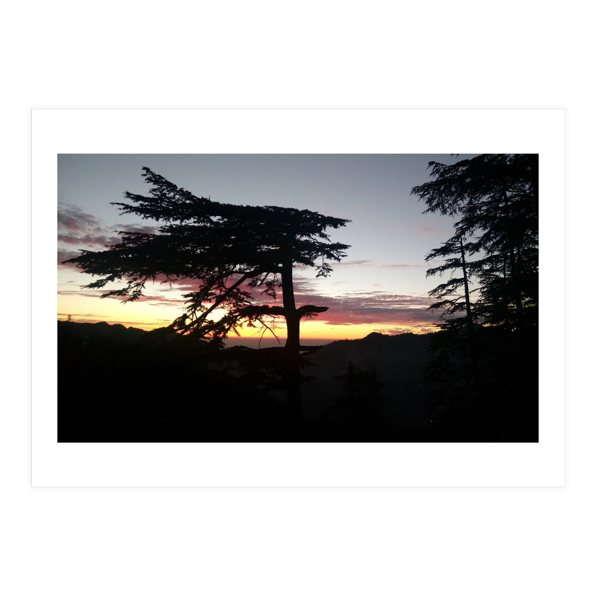 Sunset Tree (Print Only)