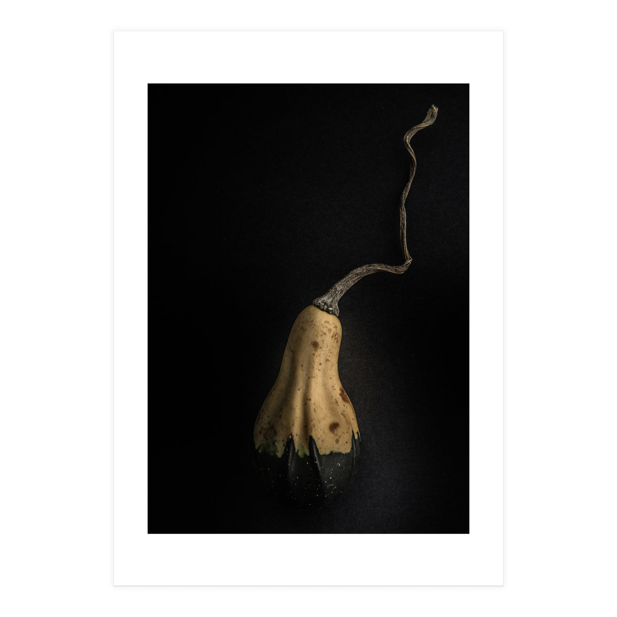 Gourds No 12 Color Version (Print Only)