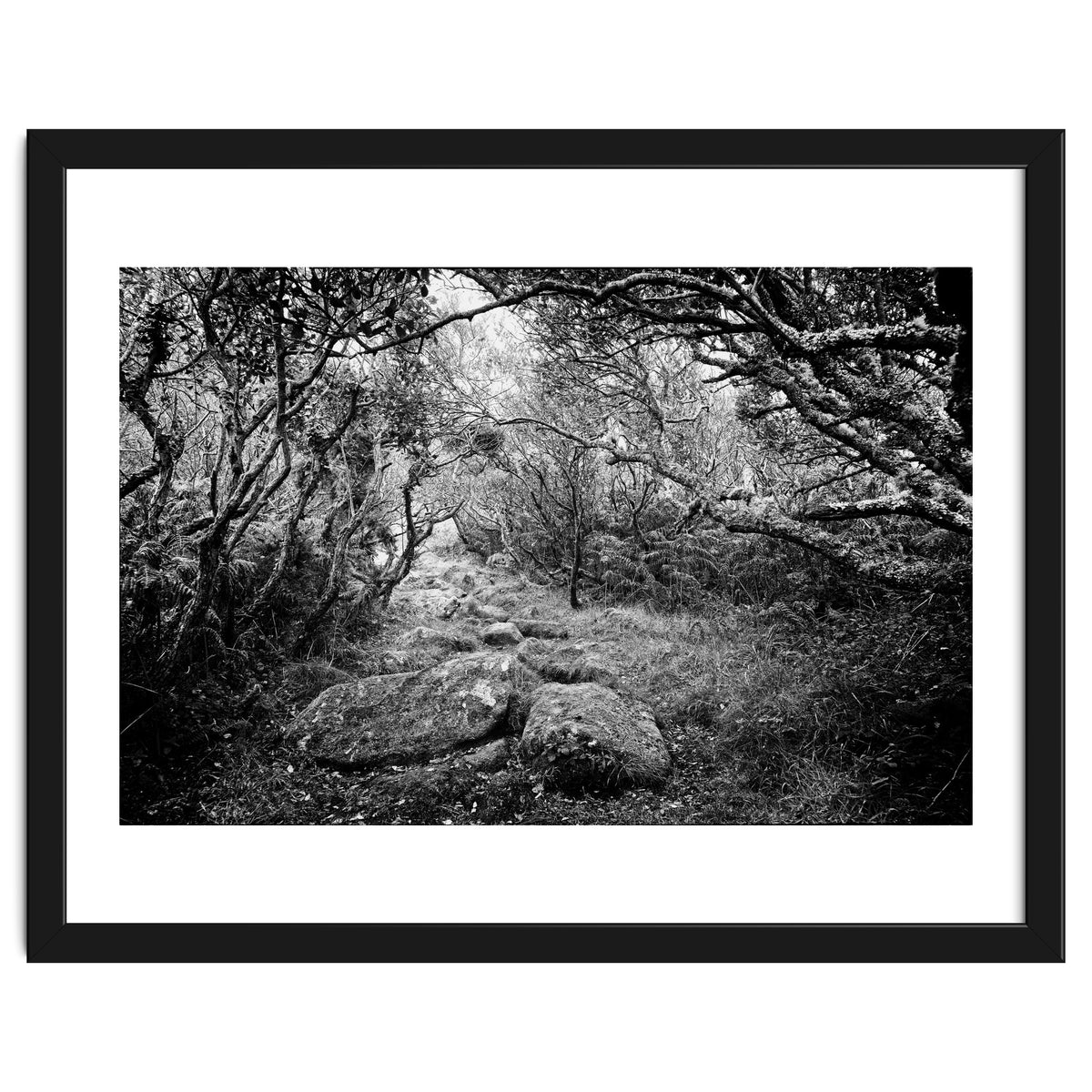 Undergrowth in black and white