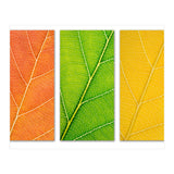 Autumn Leaves (Print Only) thumbnail
