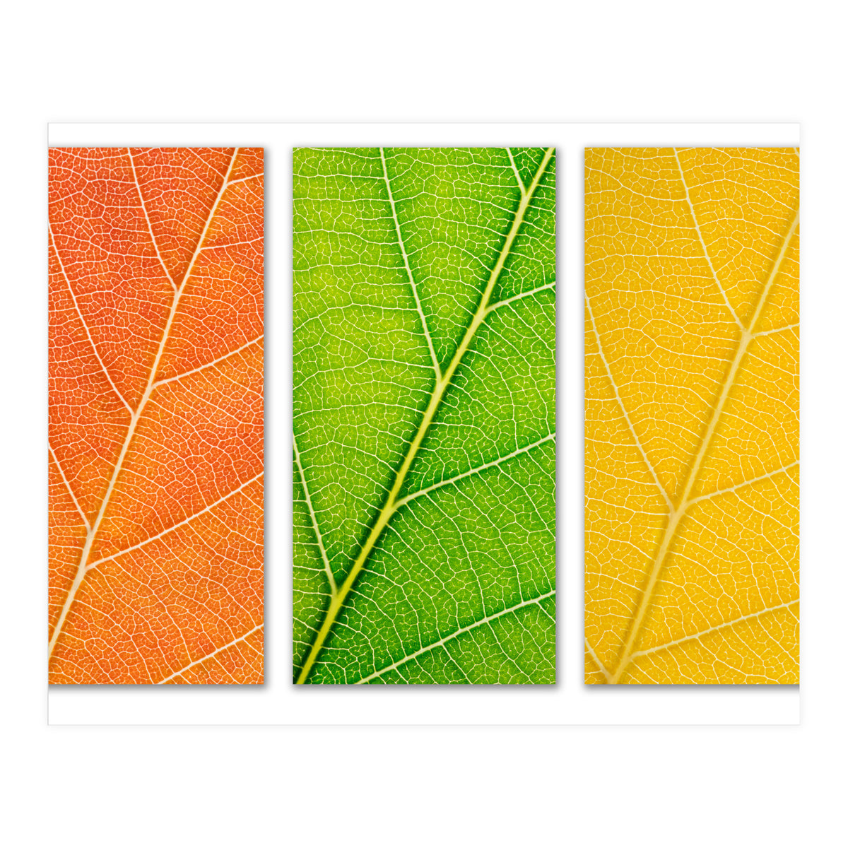 Autumn Leaves (Print Only)