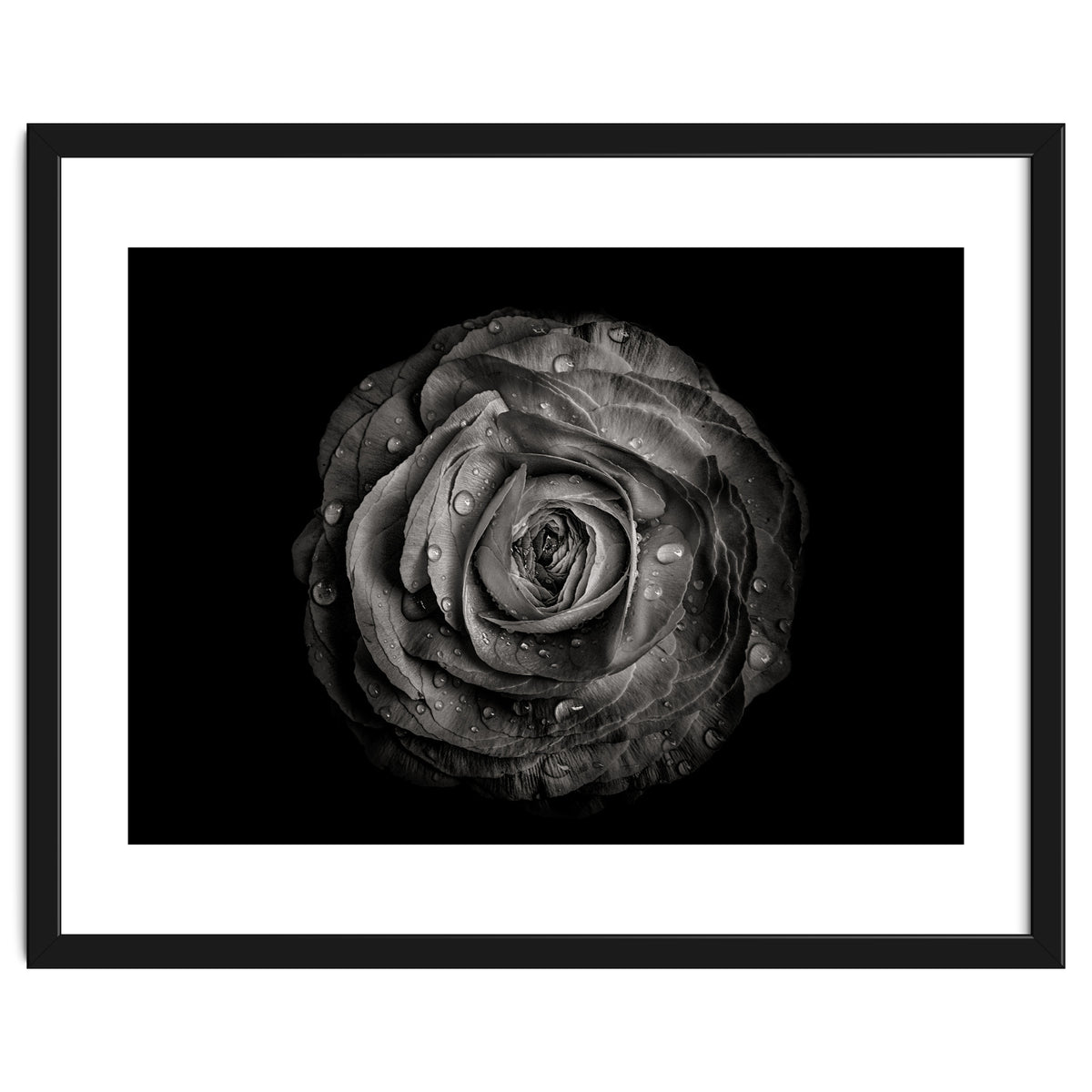 Backyard Flowers In Black And White 72