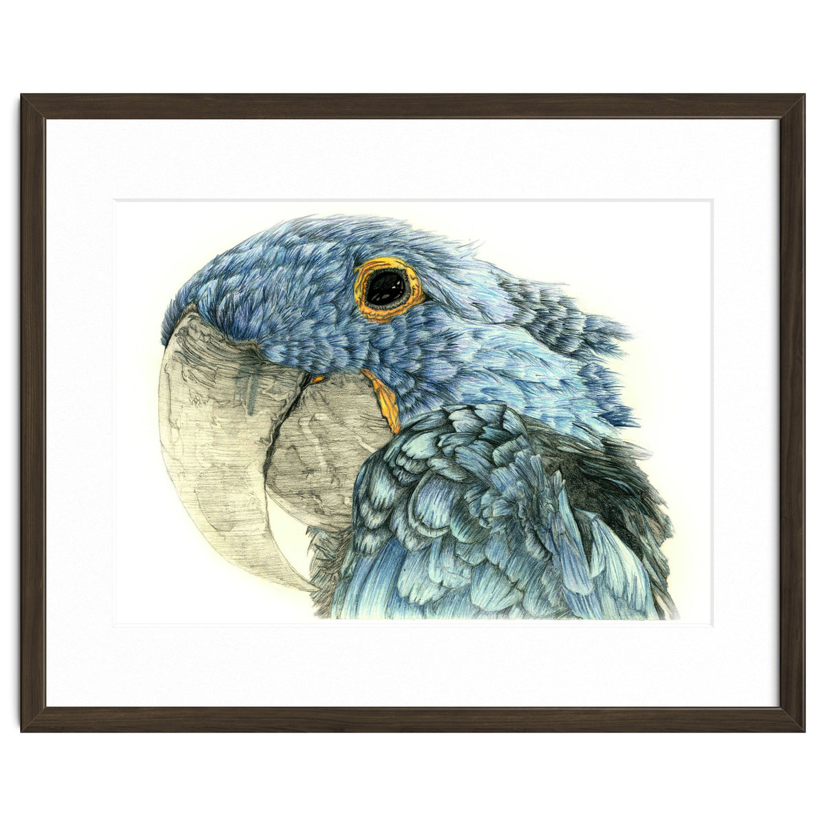Blue Parrot