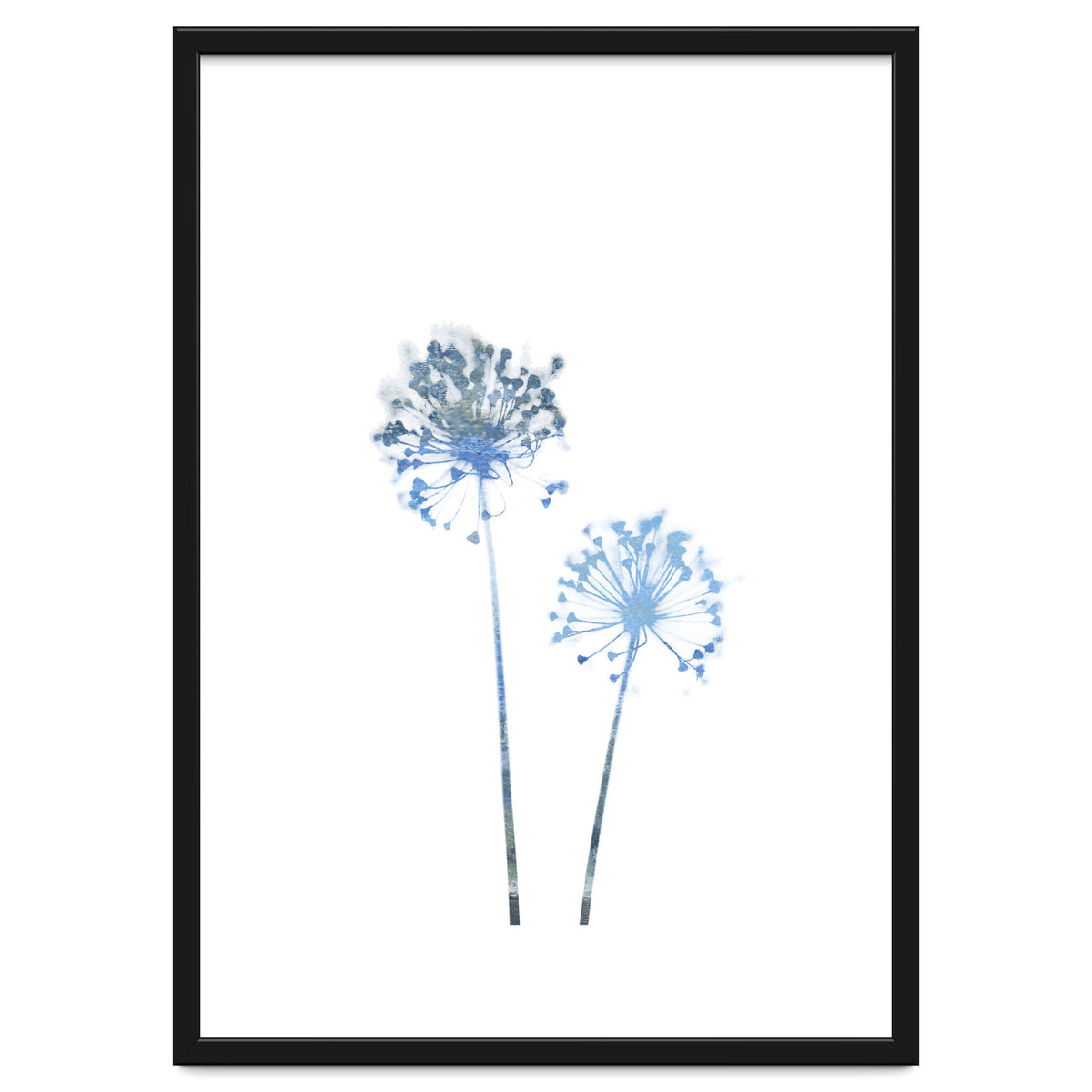 Blue Dandelion
