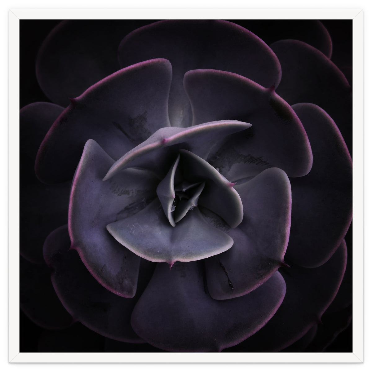 DARKSIDE OF SUCCULENTS VIII