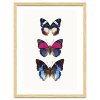 Cc Butterflies 03