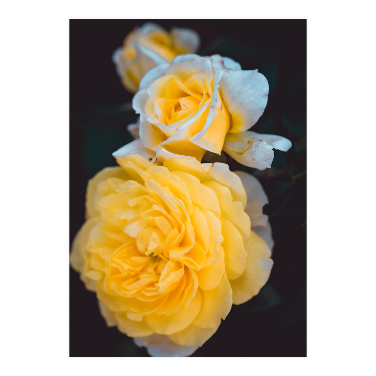 Yellow Rose (Print Only)