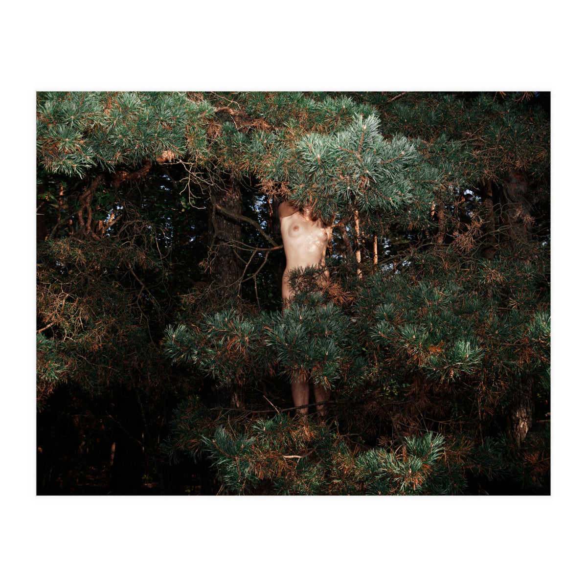 Eyes of the Forest (Print Only)