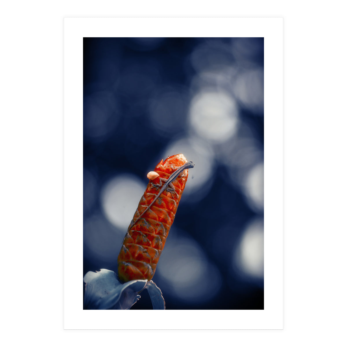 Red Ginger Flower (Print Only)