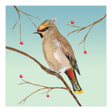 Bohemian waxwing (Print Only) thumbnail