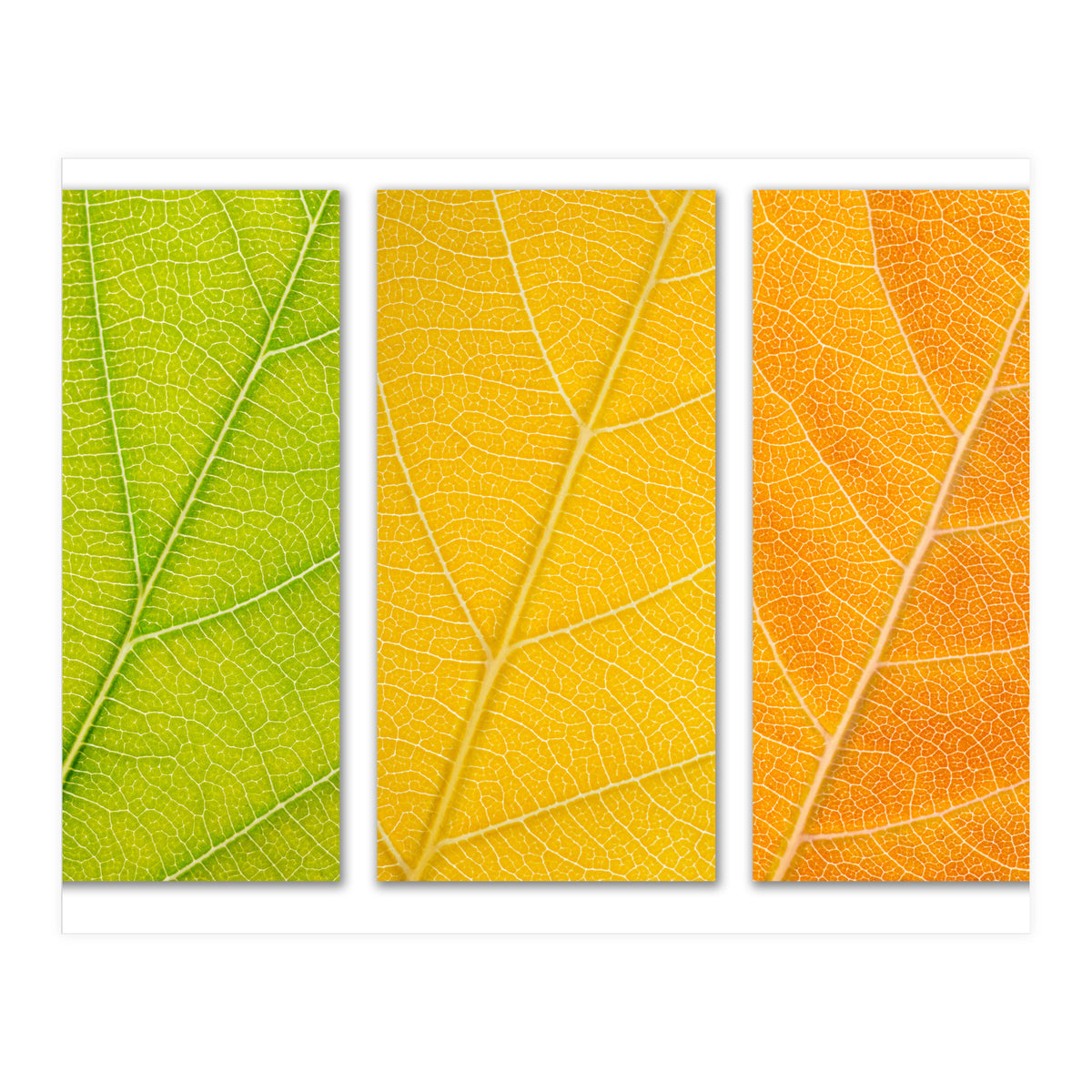Autumn Leaves (Print Only)