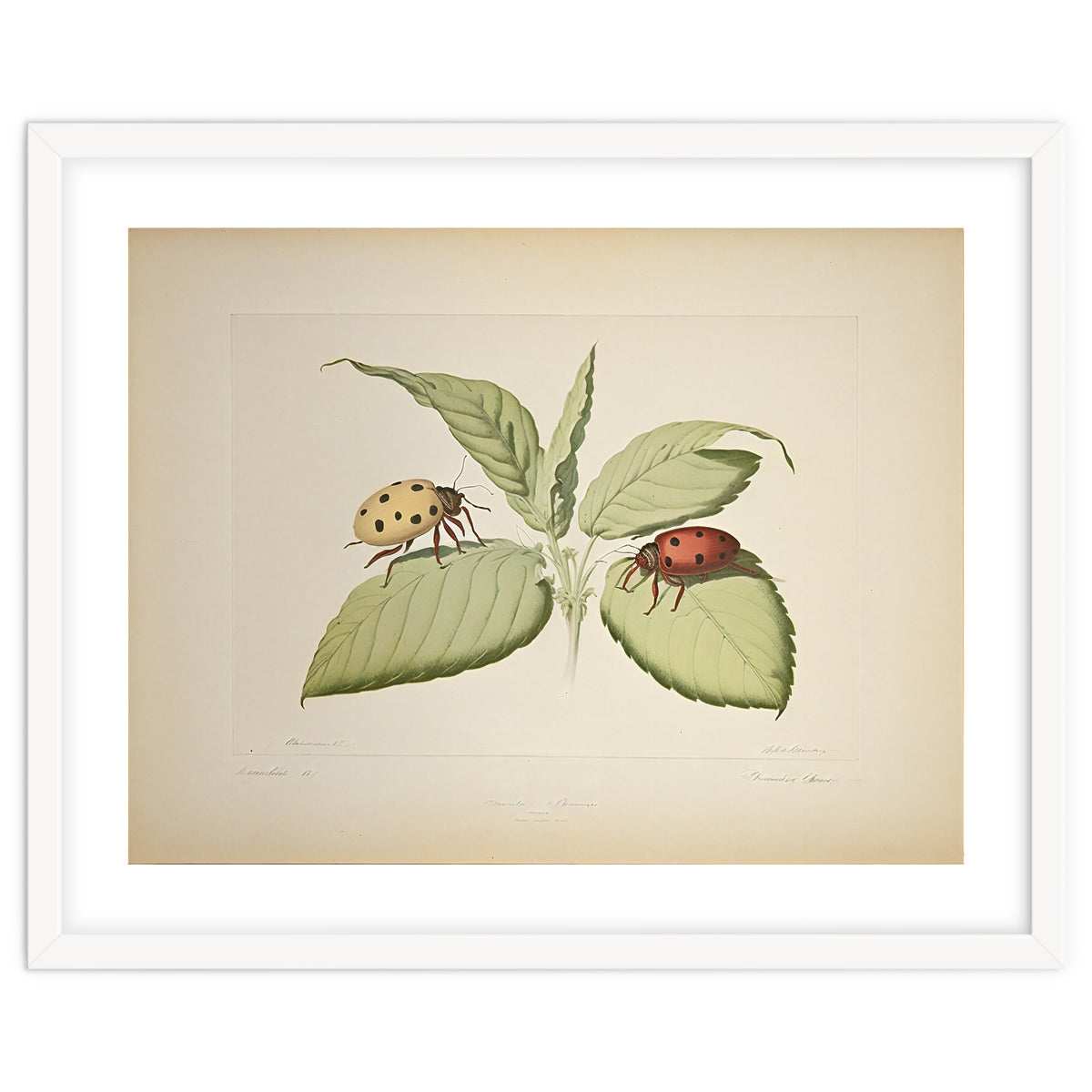 Vintage Ladybirds Illustration