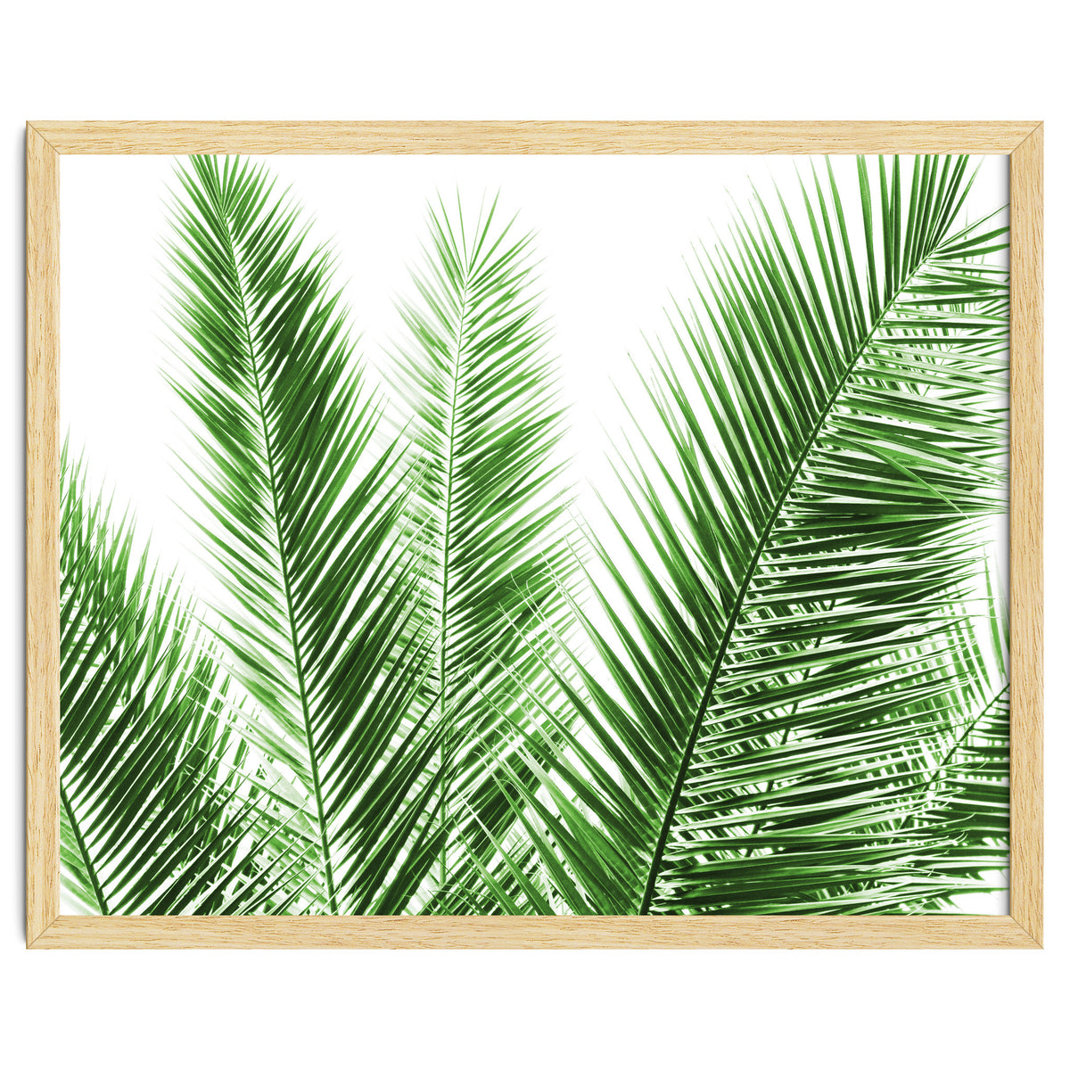 Palm Leaves