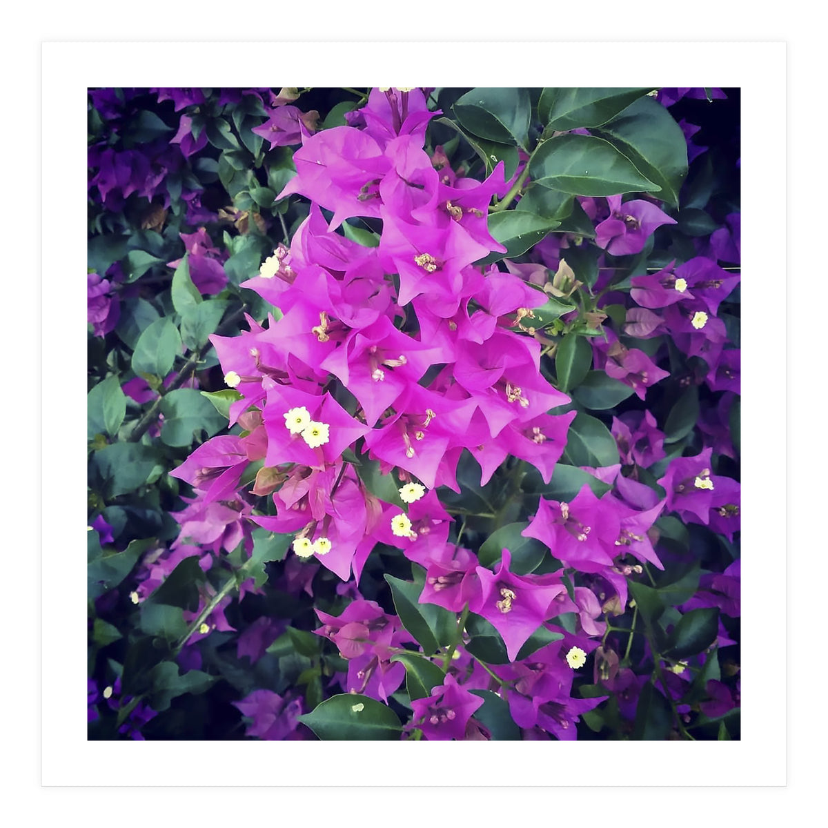 Purple Flowers (Print Only)