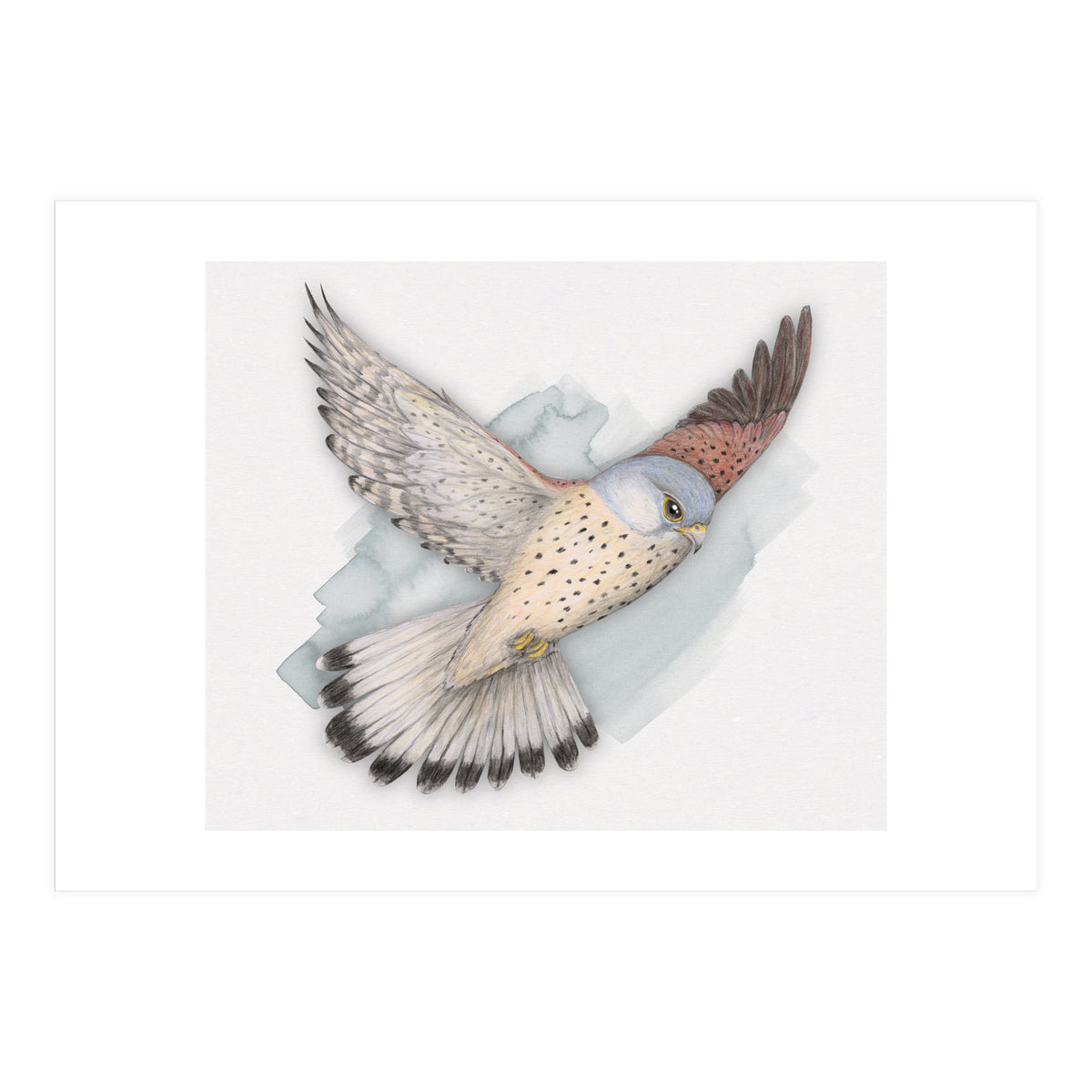 Flying Kestrel (Print Only)