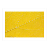 Autumn Leaf (Print Only) thumbnail