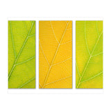 Autumn Leaves (Print Only) thumbnail