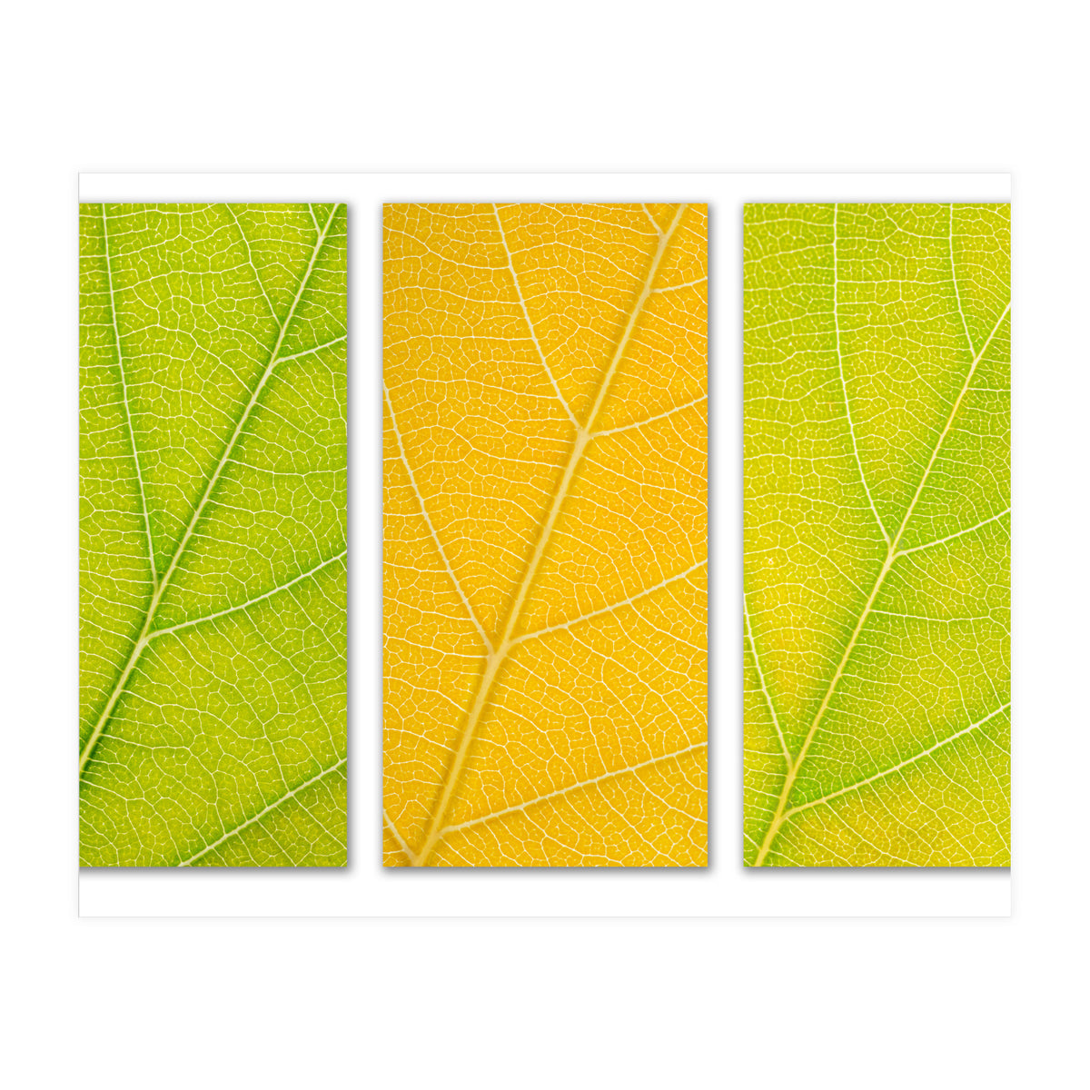 Autumn Leaves (Print Only)