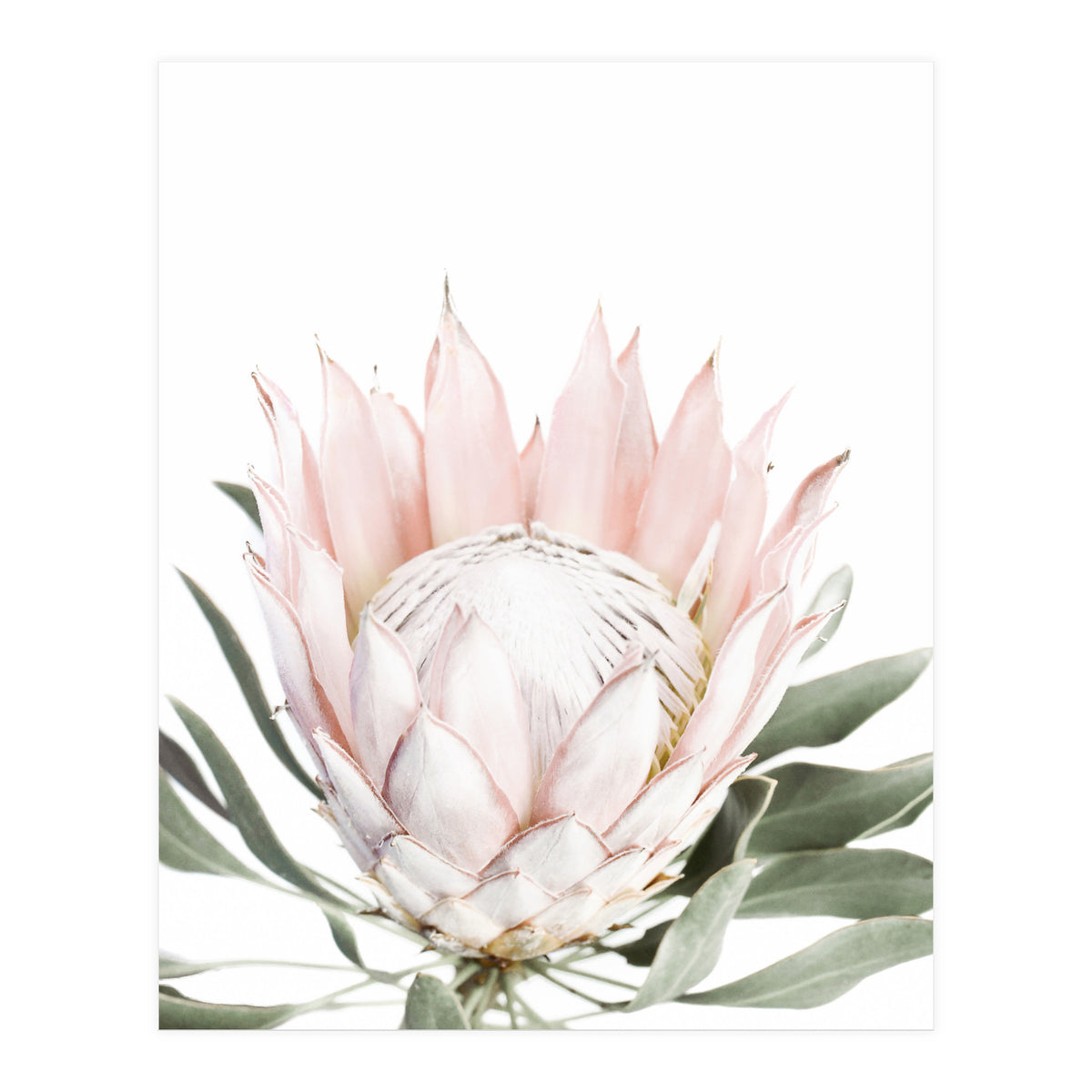 Blush Protea Flower (Print Only)