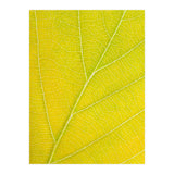 Autumn Leaf (Print Only) thumbnail