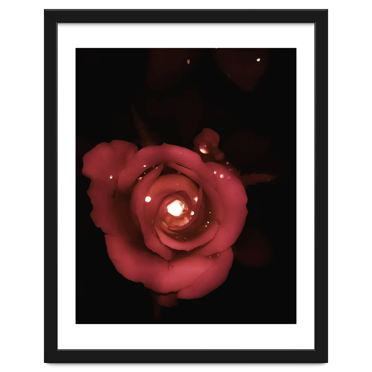 Lighting Rose