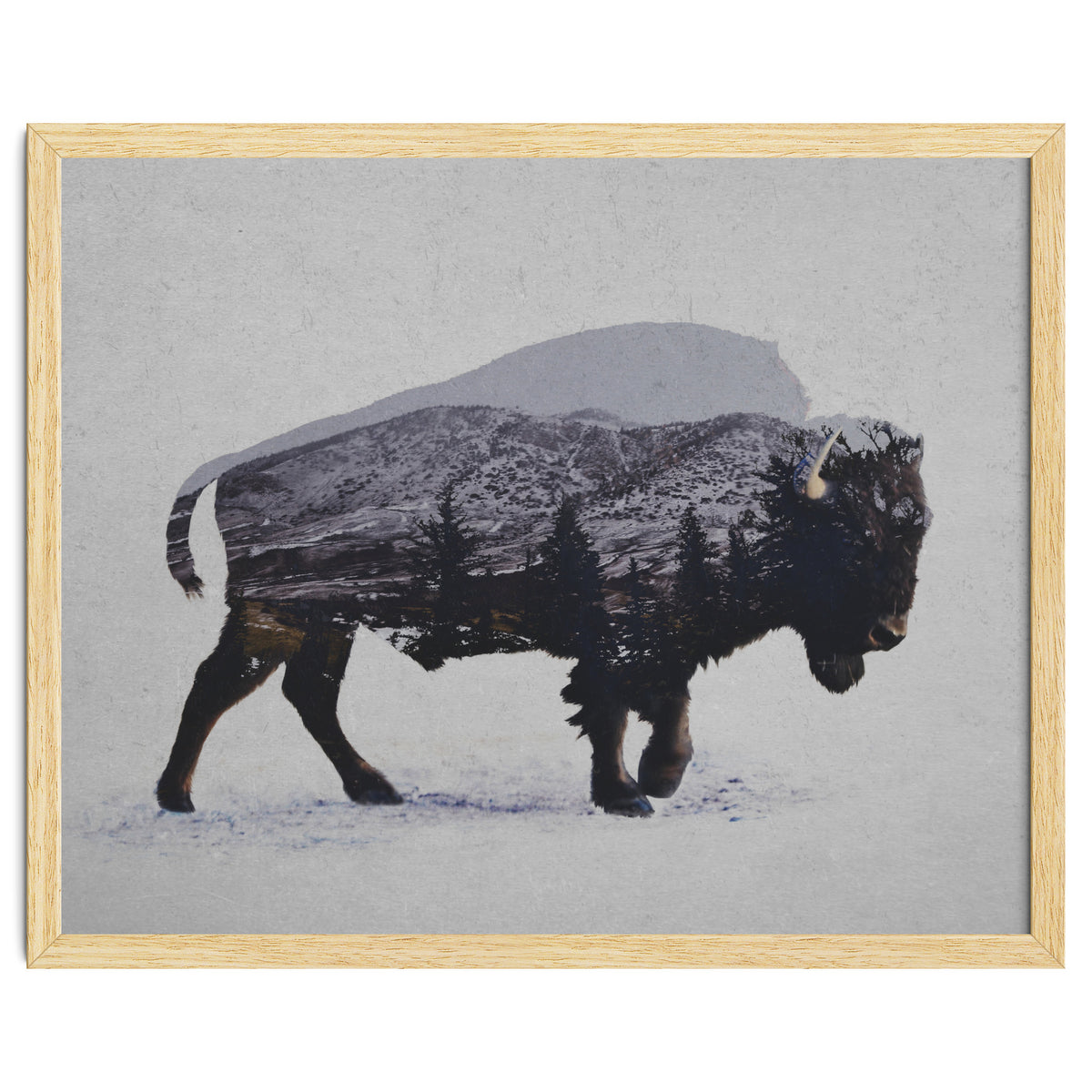 The American Bison