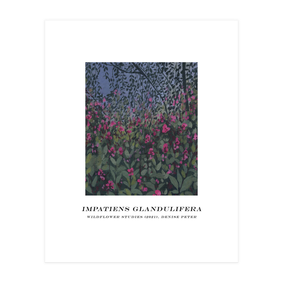 Impatiens Glandulifera (Print Only)