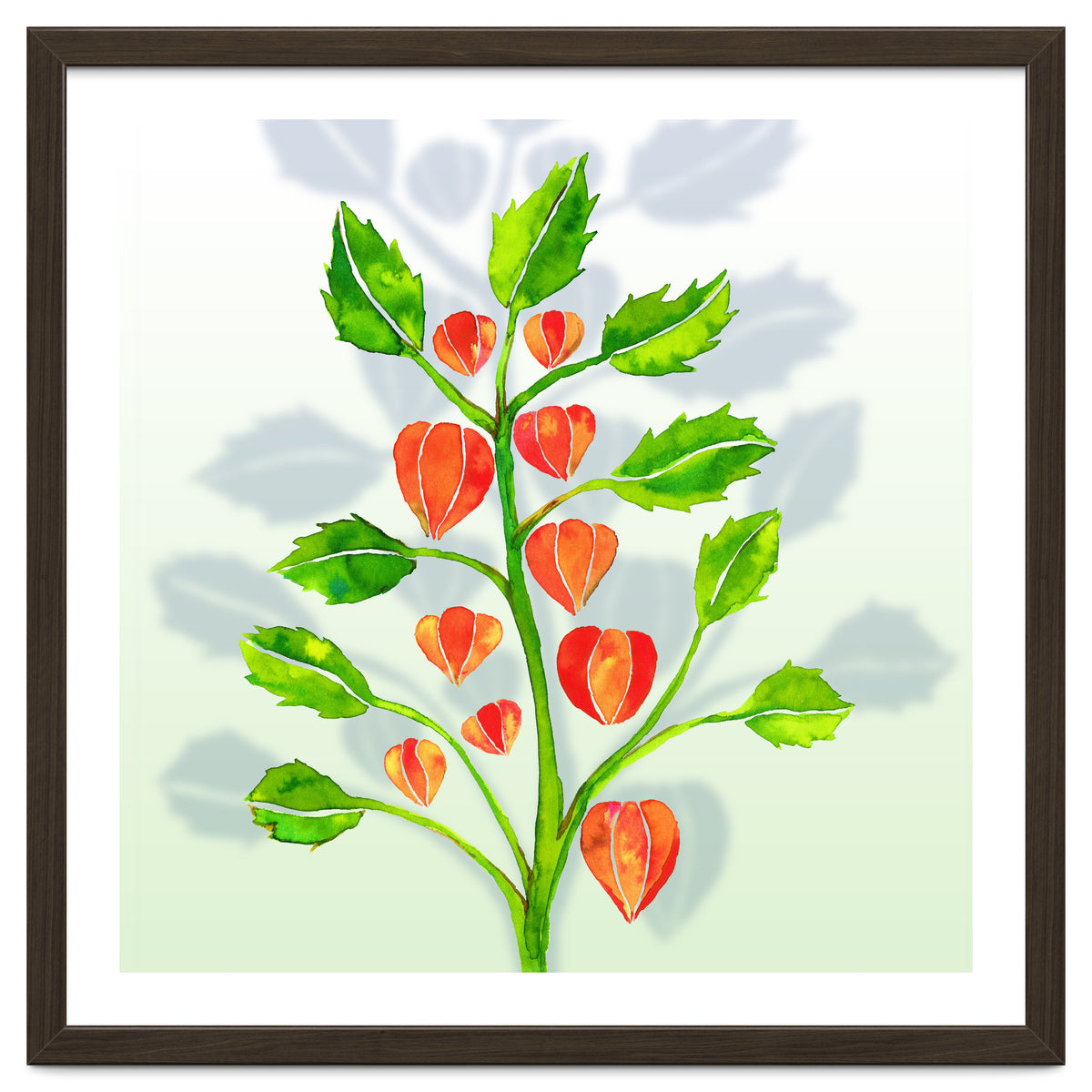 Physalis