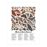 Moths of North America  (Print Only) thumbnail