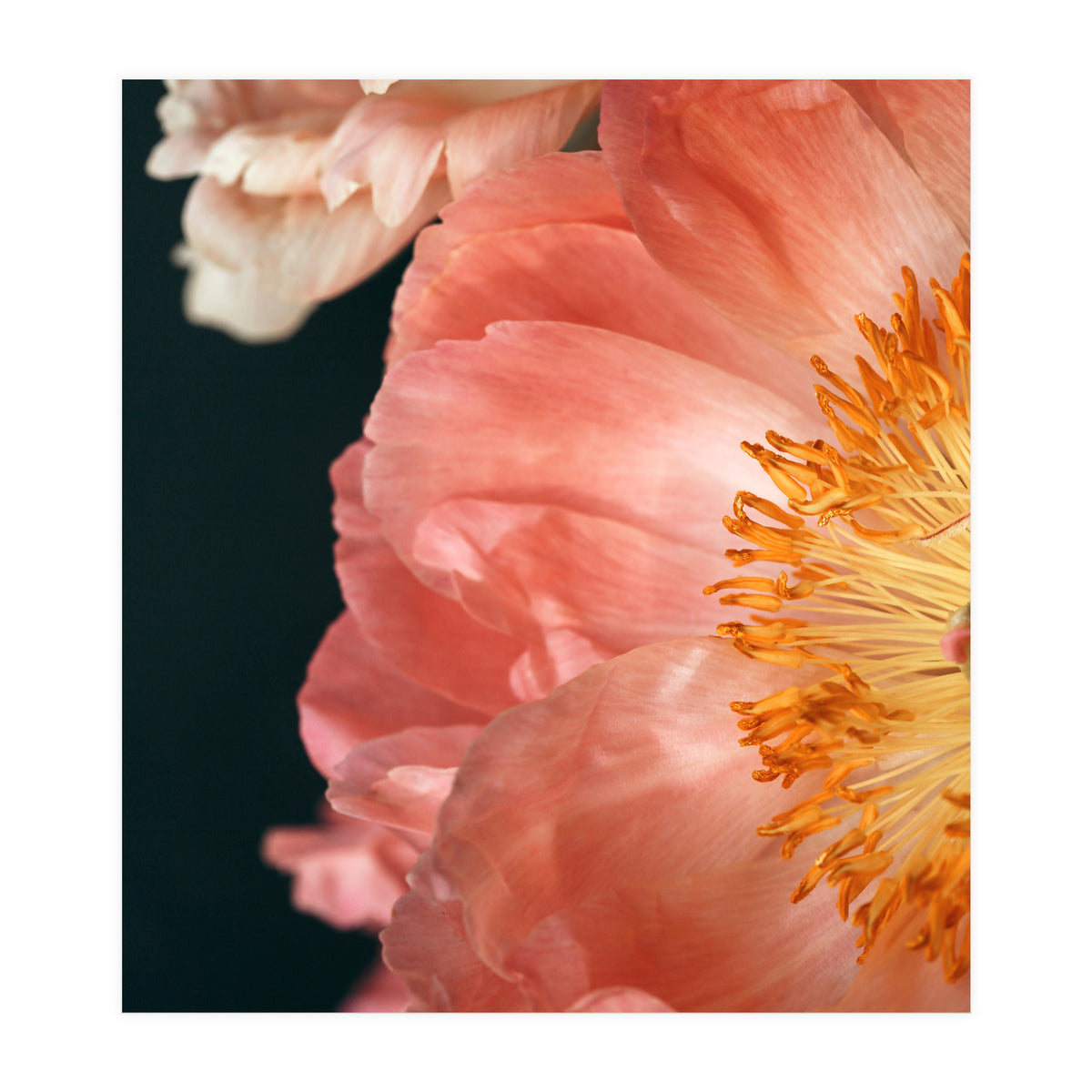 Coral Charm #2  (Print Only)