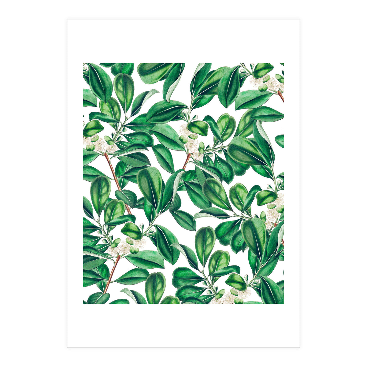 Botanica (Print Only)