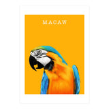 Macaw (Print Only) thumbnail