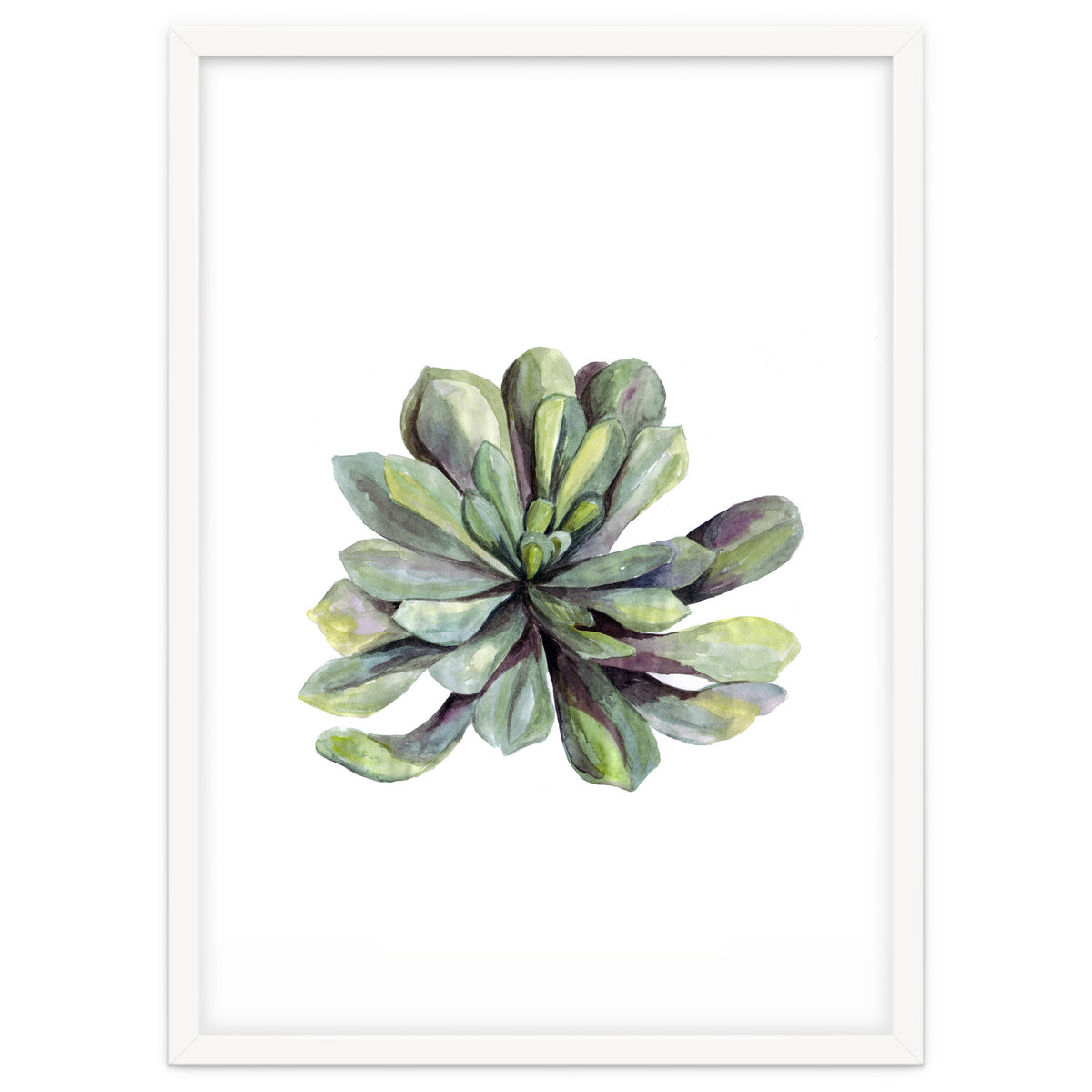 Botanical Illustration Succulent
