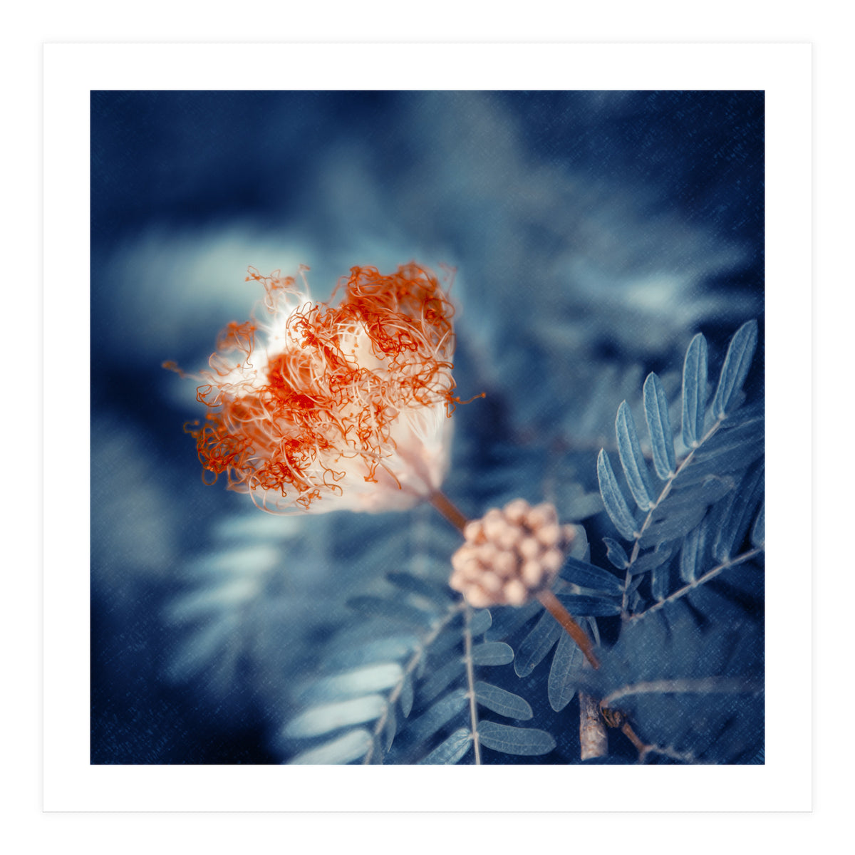 Acacia Flower (Print Only)