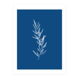 Blue Botanical II (Print Only) thumbnail