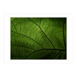 Macro (Print Only) thumbnail