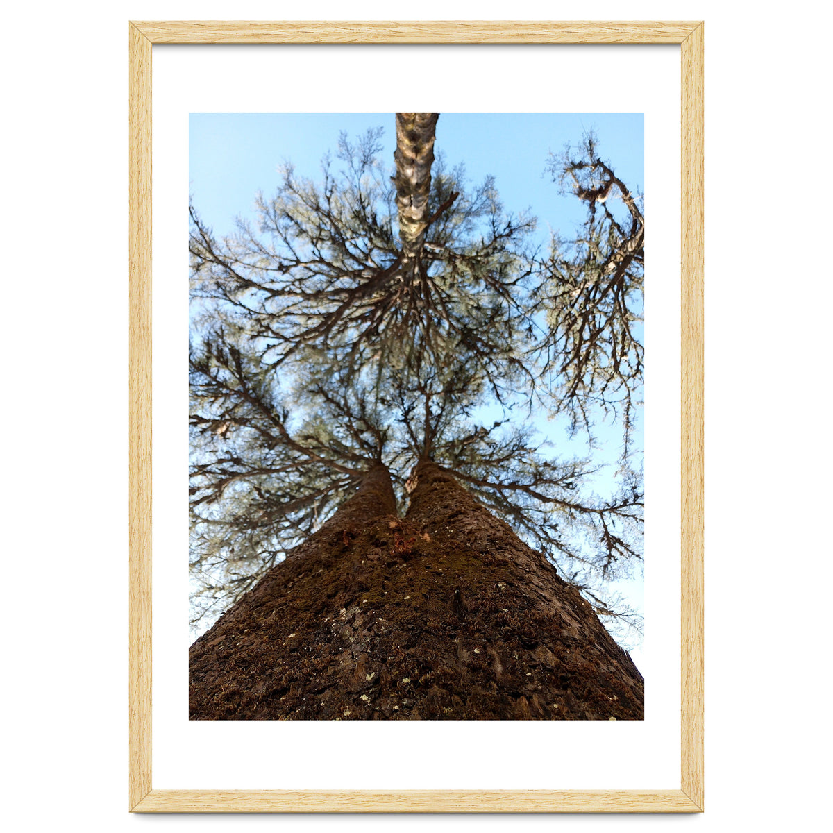 Ataraxia - Tree Series 2