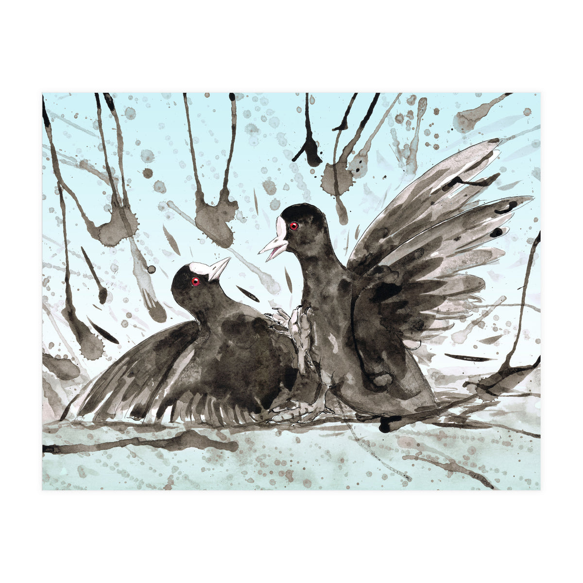 Fighting coots (Print Only)