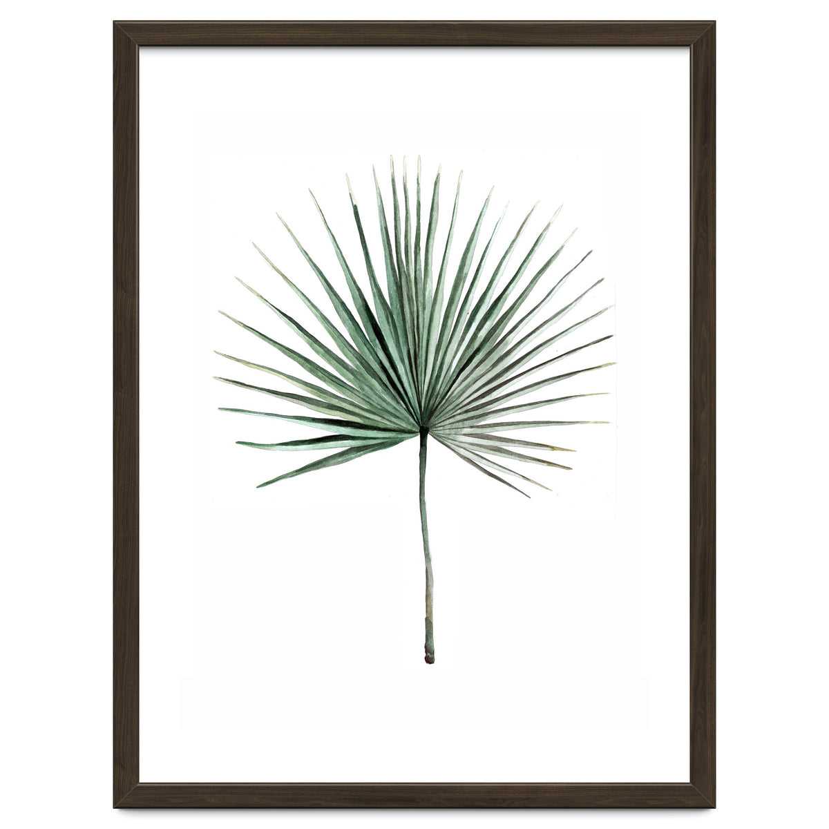 Botanical Illustration Fanpalm