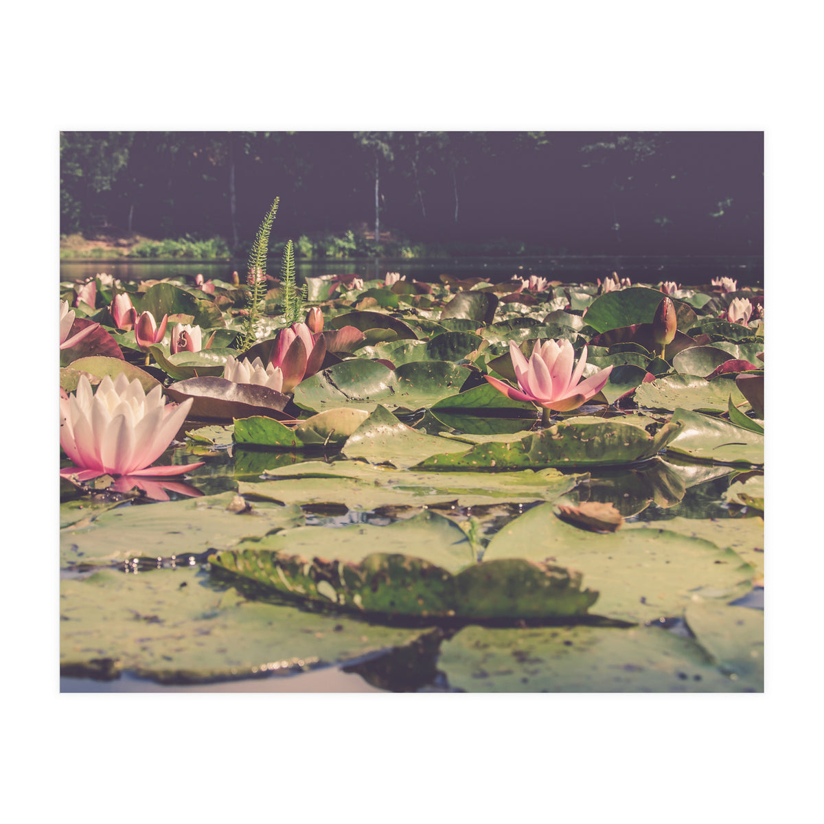 Waterlilies (Print Only)