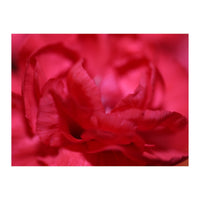 Red Peony (Print Only)