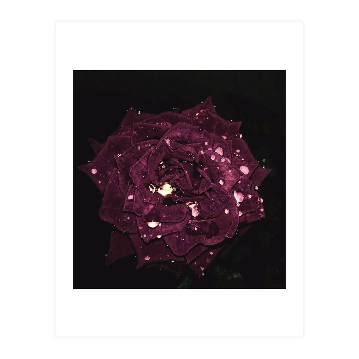 Shining Red Rose (Print Only)