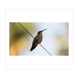 Colibri from Haïti (Print Only) thumbnail