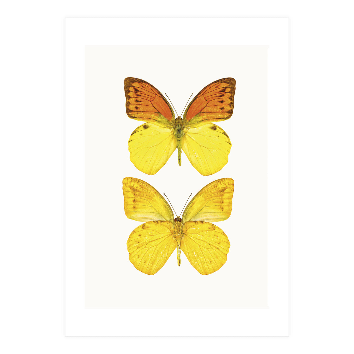 Cc Butterflies 08 (Print Only)
