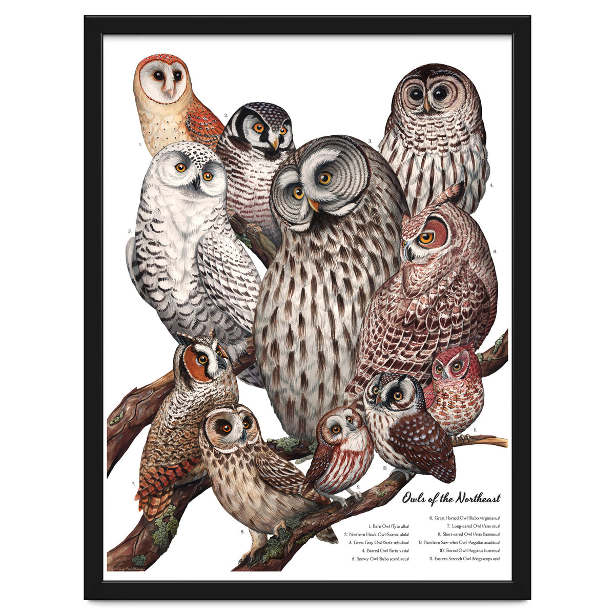 Owls Of The Northeast