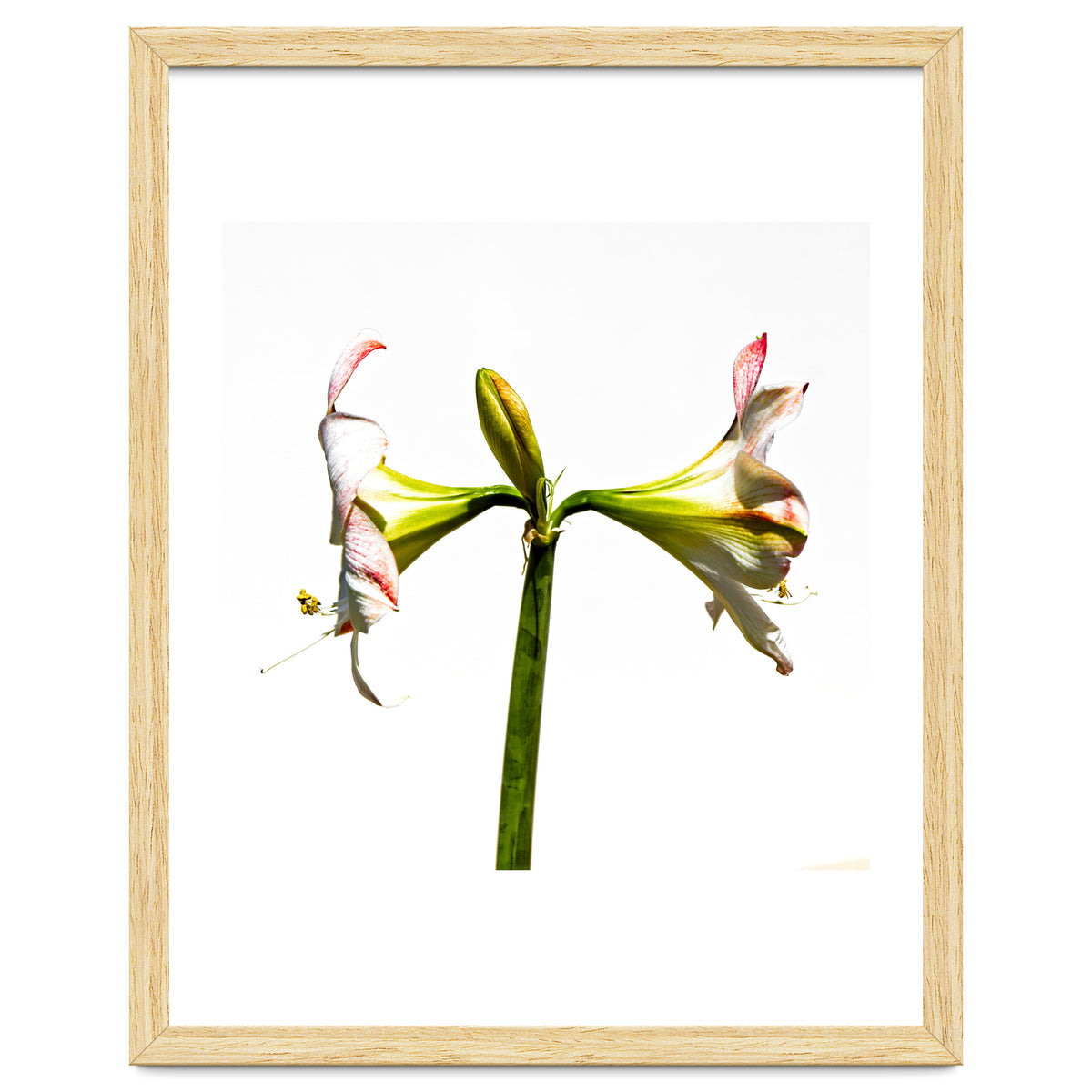 Amaryllis 3