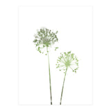 Olive Green Dandelion (Print Only) thumbnail