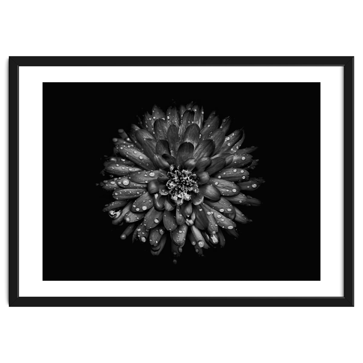 Backyard Flowers In Black And White No 45