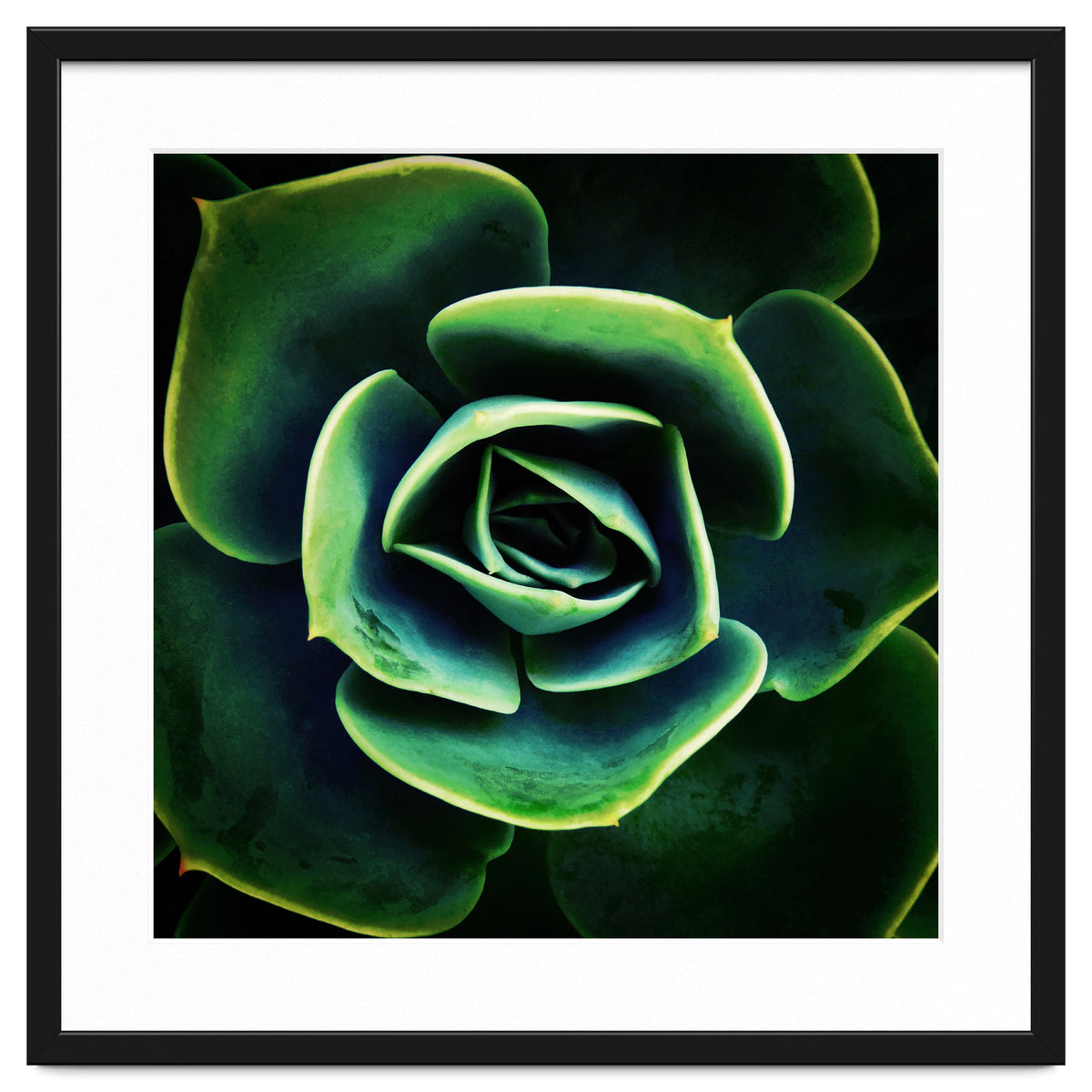 DARKSIDE OF SUCCULENTS XIV