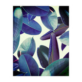 Elastica Amaro (Print Only) thumbnail
